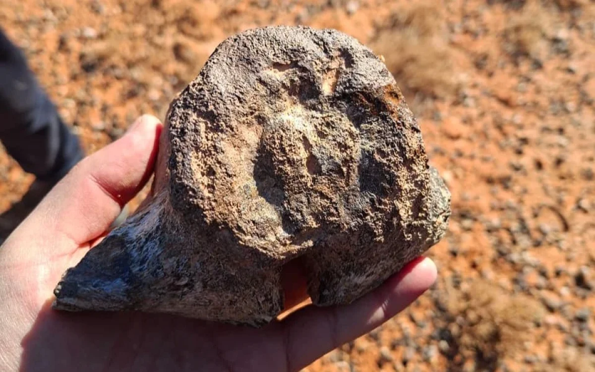 В Кызылординской области обнаружены останки динозавра мелового периода - e-history.kz