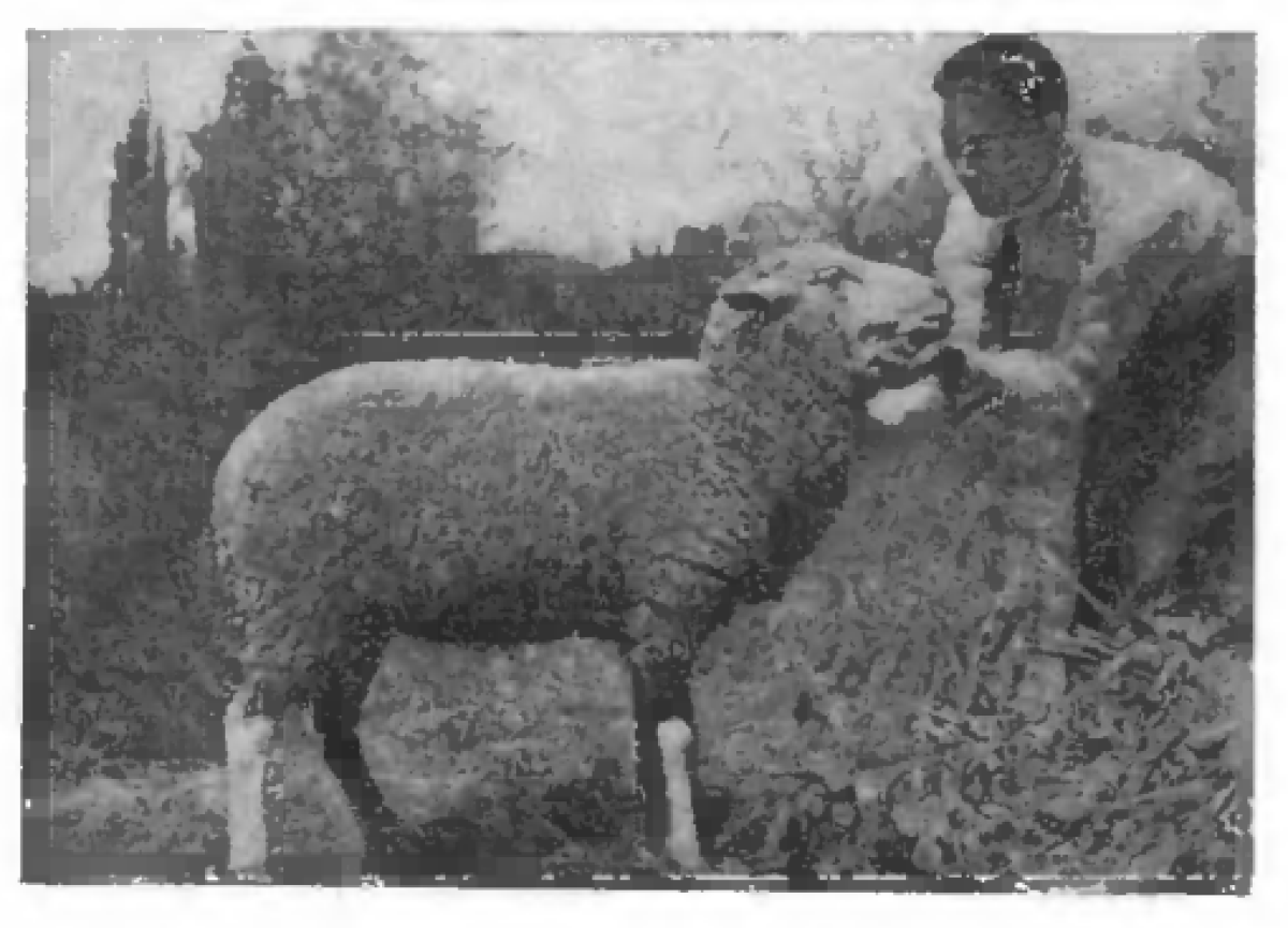 Гибридизация домашней овцы с архаром - e-history.kz
