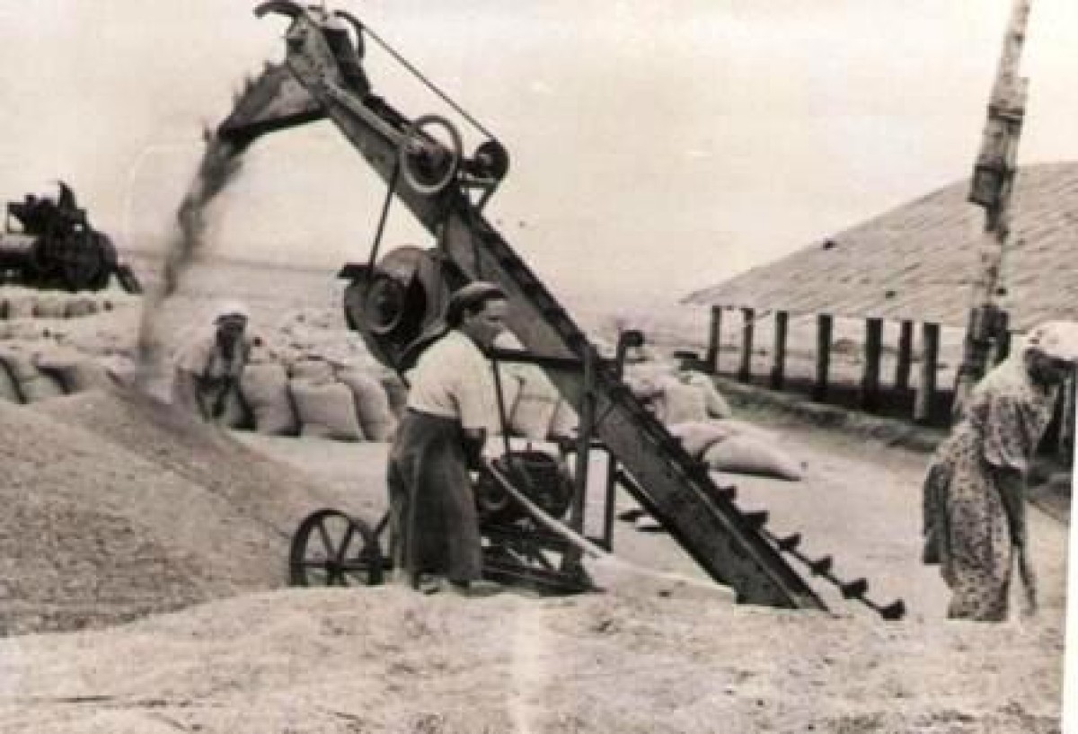 Кражи, приписки и лишний скот: кто и почему воровал в колхозах Казахстана - e-history.kz