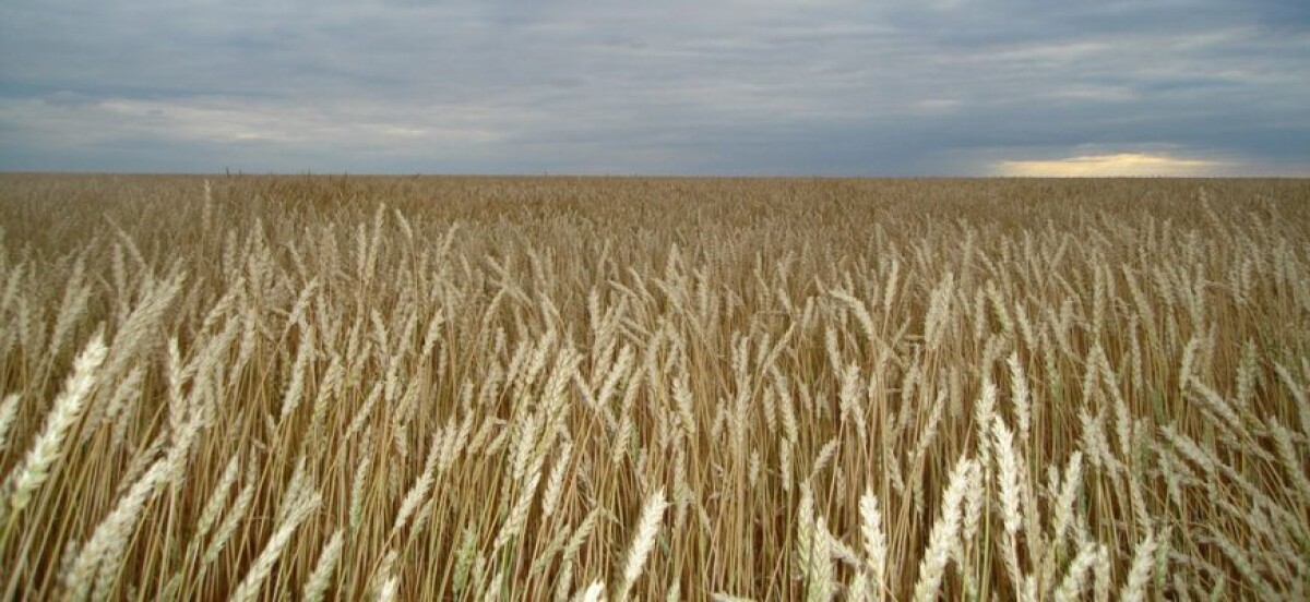 Роль Казахстана в производстве пшеницы в Российской империи - e-history.kz
