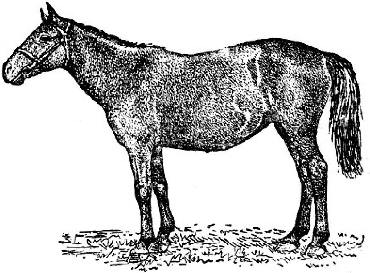 Адайская лошадь – гордость Мангистау - e-history.kz