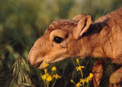 Құралай деген қандай жаратылыс?