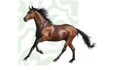 Жорға Желмая