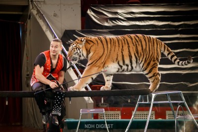 Цирк аренасында...