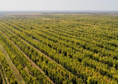 Лесоразведение как средство против безводия