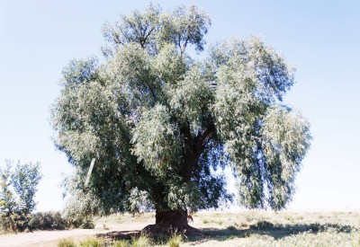 Зайсанның алып дарағы 