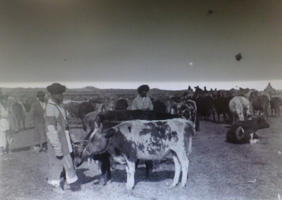 Қазақ неге сиыр етін жемеген?