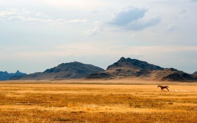  Алаш-хан и Джучи - это одно лицо?