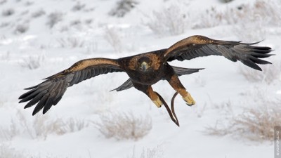 Аңшылық: саят құстарын ұстау мен баулу