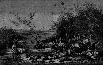 Животная и растительная жизнь казахской степи