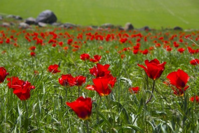 Қызғалдақты қастерлеу керек