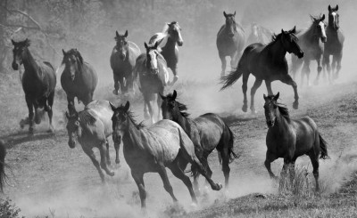 Жылқыға төнген зауал