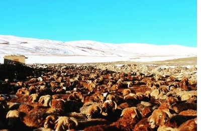 «Соғымыңыз шүйгін болсын!»