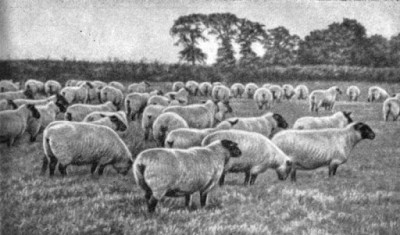 Мировое овцеводство в начале ХХ века