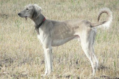 Қазақтың құмай тазысы