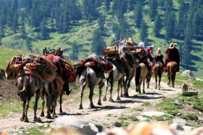 Түркия қазақтарының еркіндік жолындағы ұлы көші