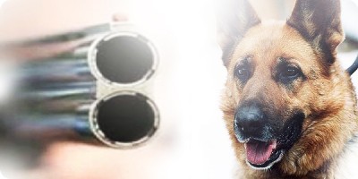 Майдангерлерді ажалдан құтқарған - ит