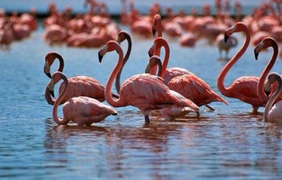 Удивительный Коргалжын 