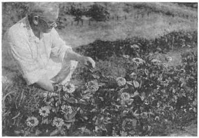 Опыт зеленого строительства в городе Балхаш