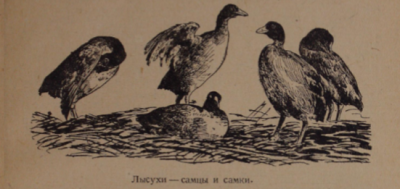 Животный мир заповедника Бурабай