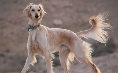 Нағыз қазақ тазысы қандай?