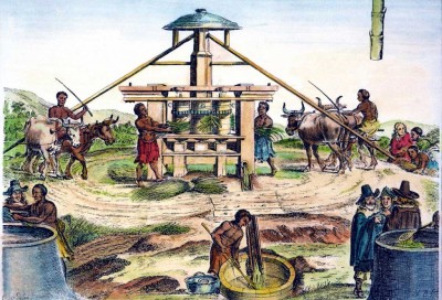 Биологический фактор индустриализации: как еда изменила экономику