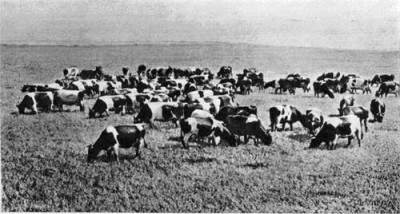 Ветеринарное дело в Семипалатинской области