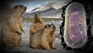 Суыр обасы немесе сақтық иммунитеті