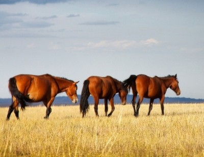 Көне дәуір жылқышылары Ежелгі еуропалықтар ма?