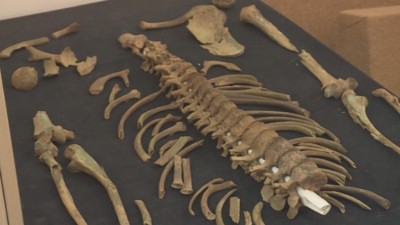 «Алтын адамның» сүйегі қайта жерленеді