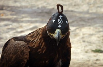 Саятшылық: құс баптау