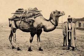 Желке шайыры күзелген бура