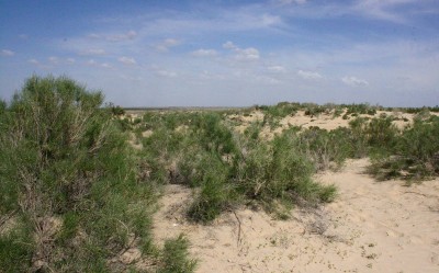 Будут корни - будет лес