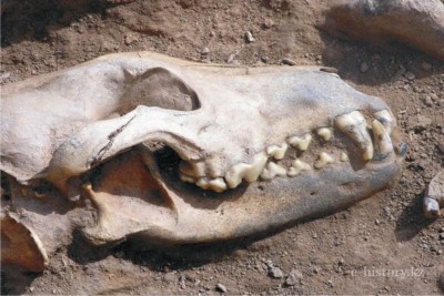 Botai inhabitants were the first on the planet who domesticated majestic horse