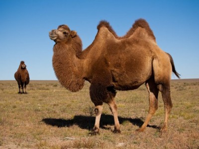 Түйе – ұлық жануар