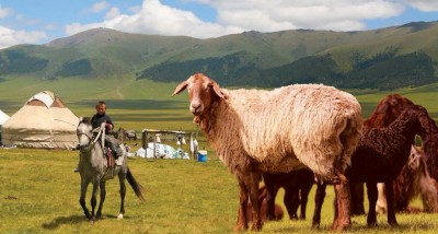 Қазақтың қызыл қойы жайында...