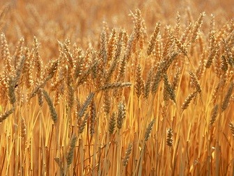 Хрущев и казахстанская целина