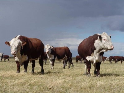 Қазақтың ақбас сиыры қайда?