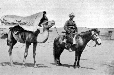 Түйе – өнімді түлік