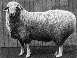 Қазақ елінің мақтанышы болған Дегерес қойы қайда?