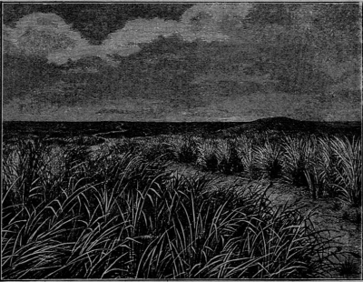 Об ископаемом казахстанском лесе