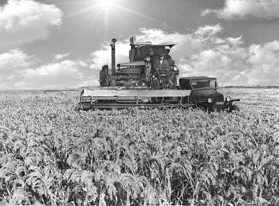 Қазақстандағы Тың және тыңайған жерлерді игеру науқаны