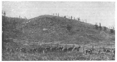 Растительность маральих садов в юго-западном Алтае