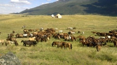 The evolution of the cattle breeding on the territory of Kazakhstan in ancient times