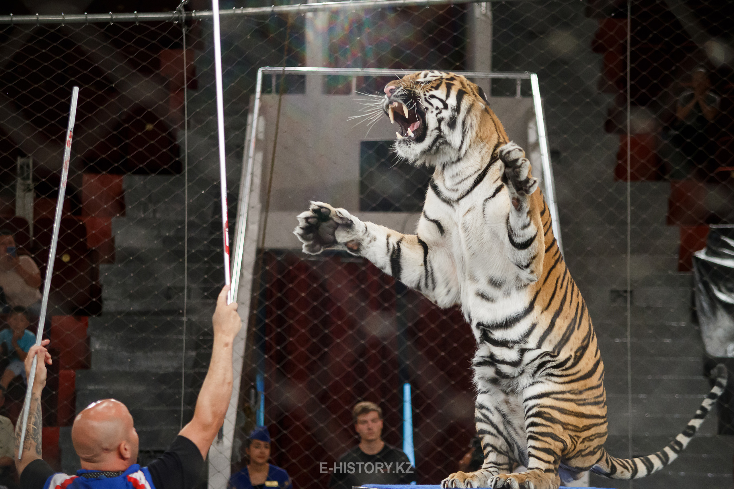 A tiger named Astana 
